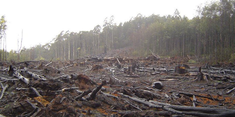 maderas en peligro de extinción o amenazadas