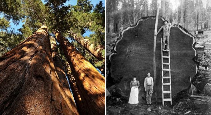árbol sequoia