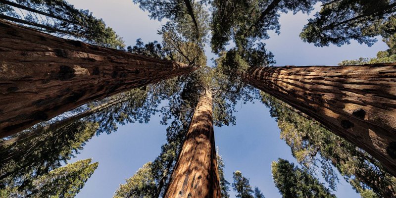árboles más alto del planeta