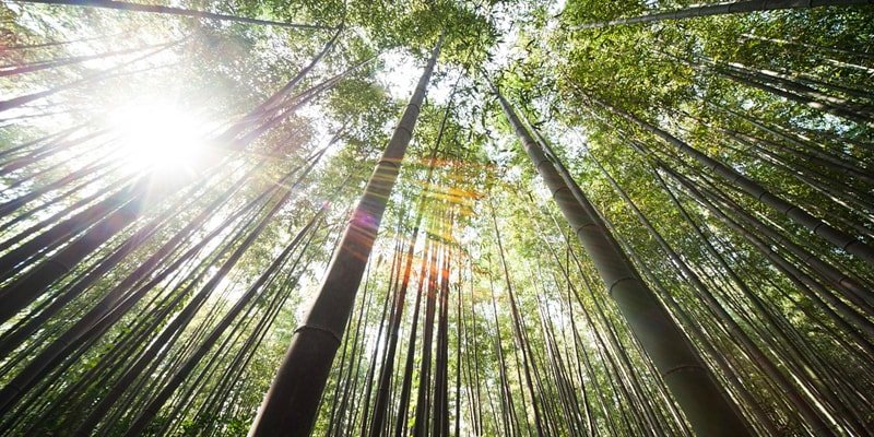 bambu planta