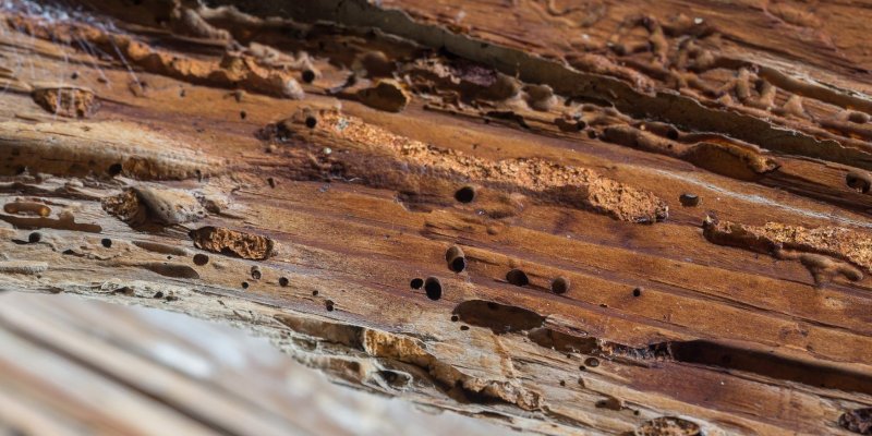 degradación madera