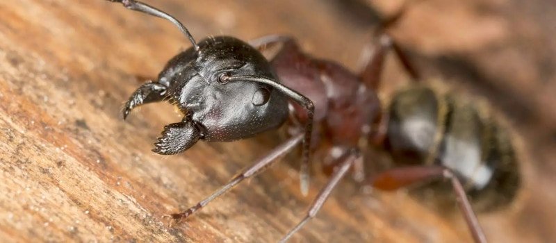 hormigas carpinteras
