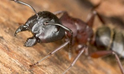 Hormigas Carpinteras o Madereras: Qué son y Cómo Combatirlas