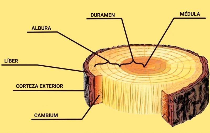partes del tronco de la madera
